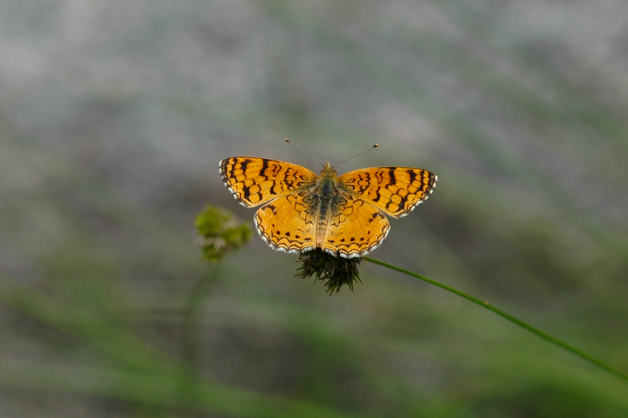 A male Phyciodes mylitta - Mylitta Crescent butterfly