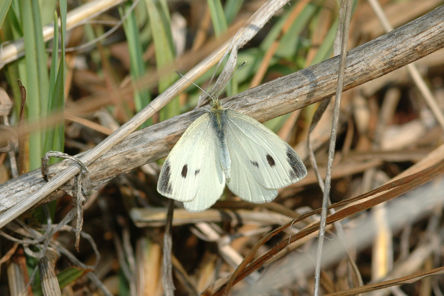 Photo of Pieris rapae - Cabbage White butterfly