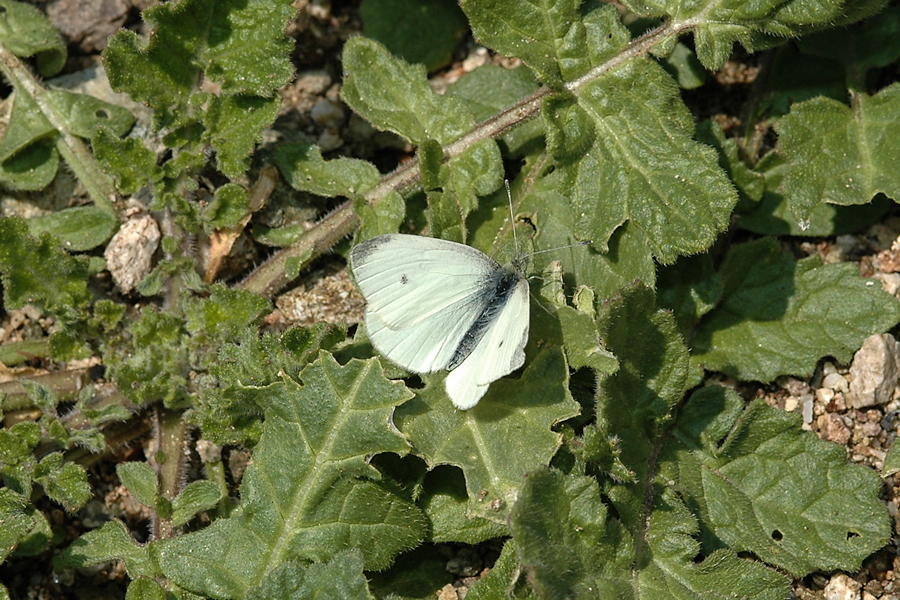 Male Pieris rapae - Cabbage White