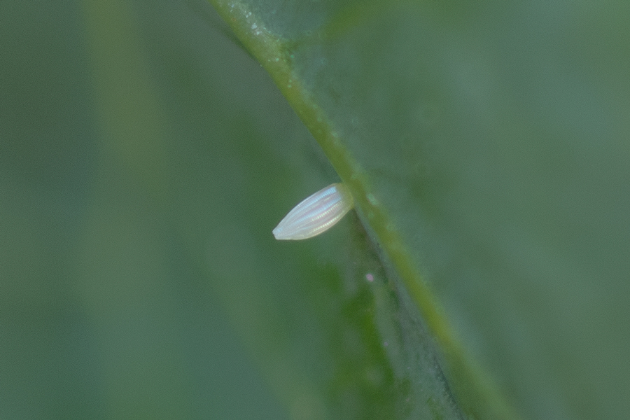 Egg of Pieris rapae - Cabbage White