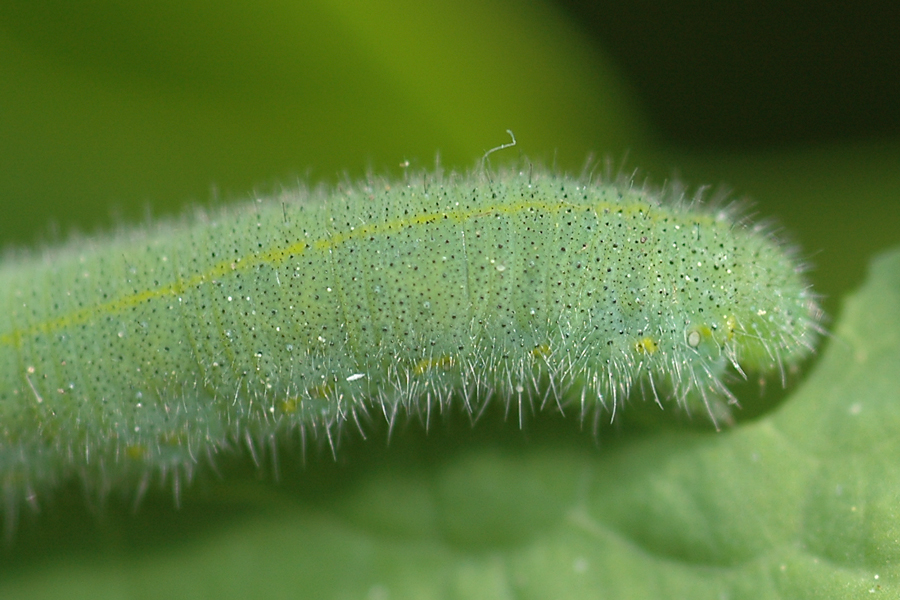 Larva of Pieris rapae - Cabbage White caterpillar