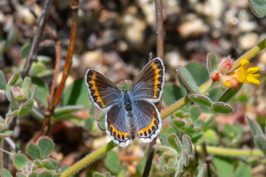 Plebejus melissa paradoxa - 'Orange-Margined' Melissa Blue