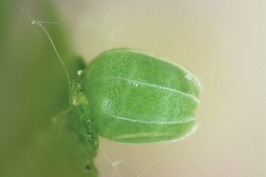 Egg of Polygonia gracilis zephyrus - Hoary Comma