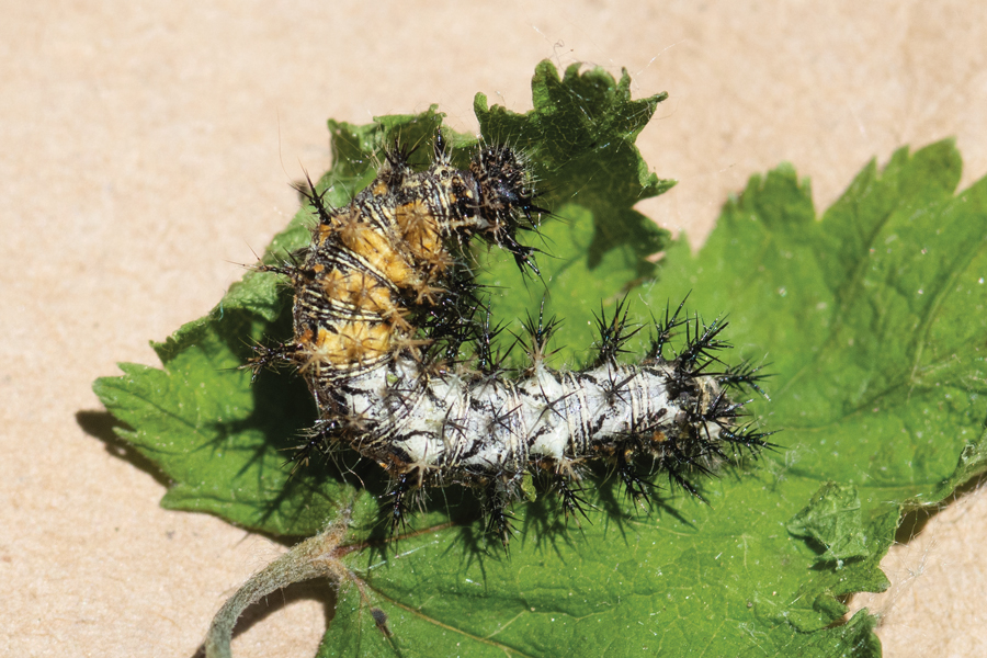 Caterpillar of Polygonia gracilis zephyrus - Hoary Comma