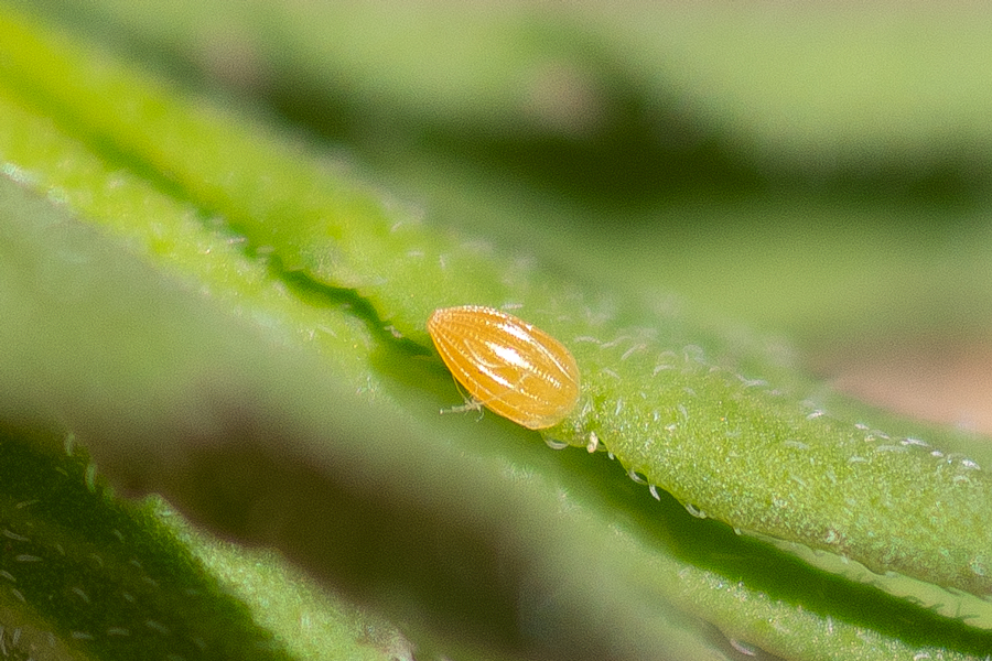 Egg of the Checkered White butterfly - Pontia protodice