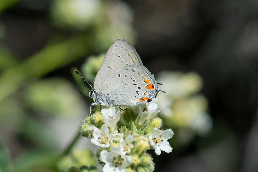 Photograph of Satyrium californica californica - California Hairstreak butterfly