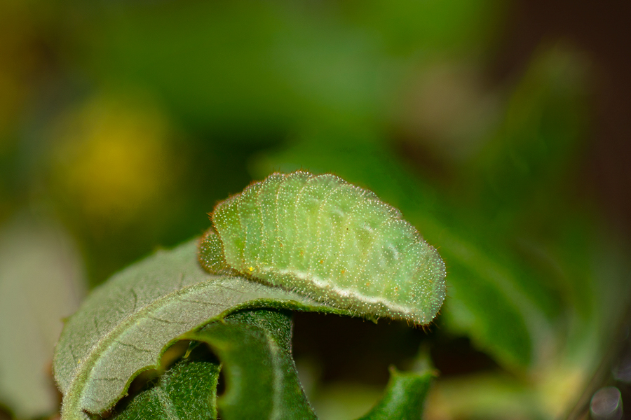 Caterpillar of Satyrium auretorum spadix - Gold-hunter's Hairstreak