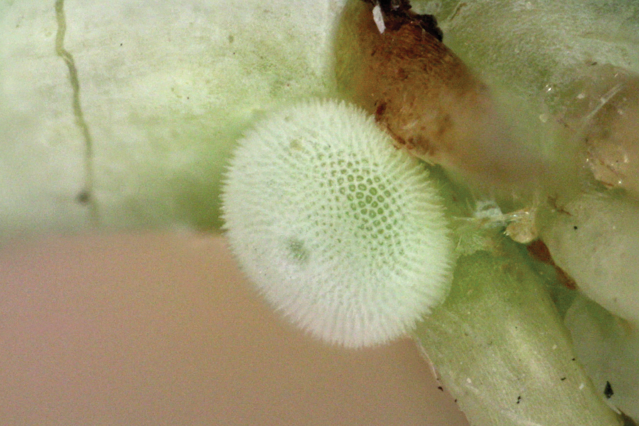 egg of Satyrium saepium chalcis - Hedgerow Hairstreak