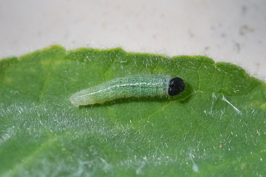 Third instar caterpillar of Systasea zampa - Arizona Powdered Skipper
