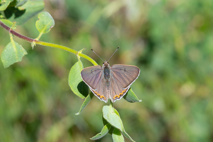 Great Copper - Tharsalea xanthoides
