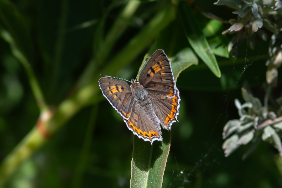 Great Copper - Tharsalea xanthoides