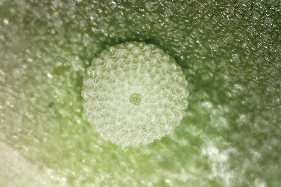 Egg of the Purplish Copper butterfly - Tharsalea helloides