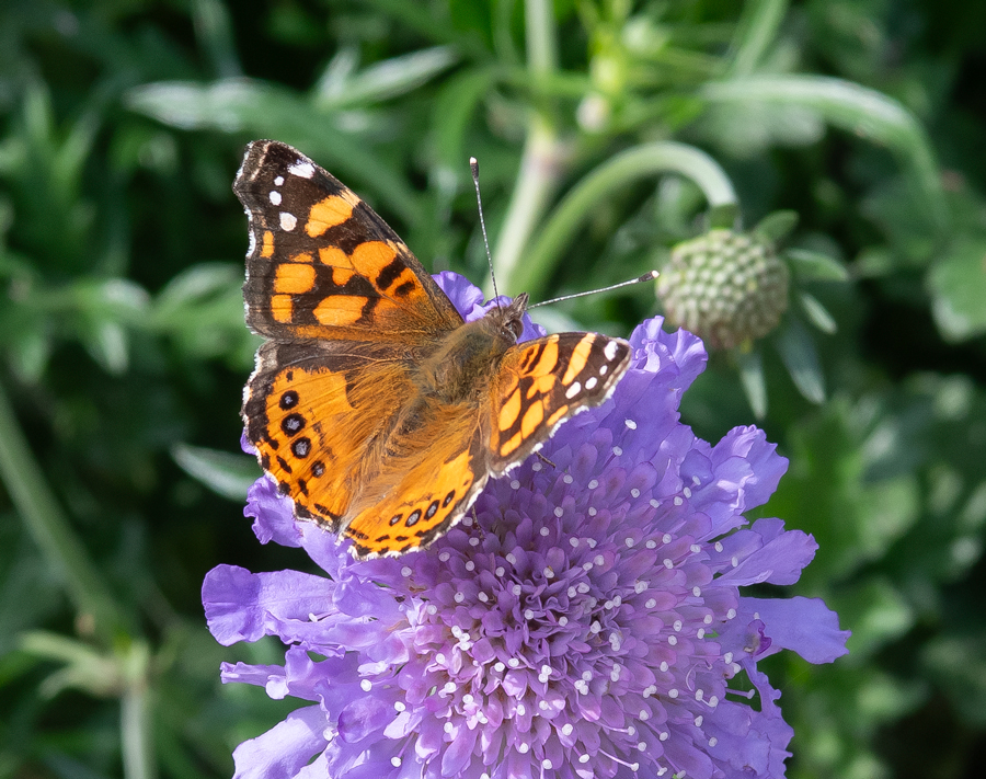 Vanessa annabella - West Coast Lady butterfly on a purple flower in my garden