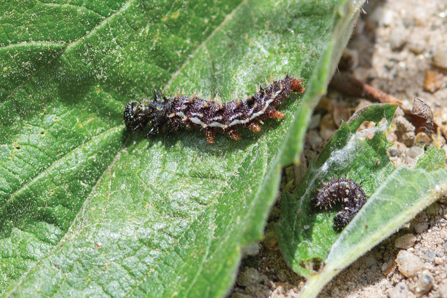 Caterpillars of Vanessa atalanta rubria - Red Admiral