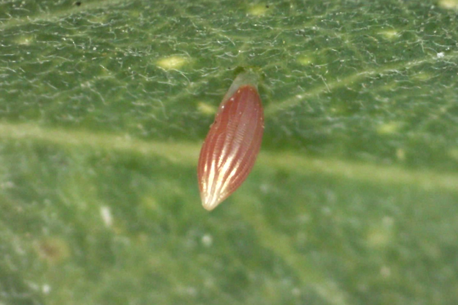 Egg of California Dogface - Zerene eurydice