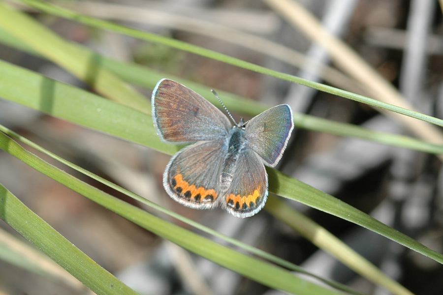 Icaricia acmon - Acmon Blue