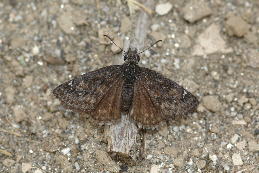 Afranius Duskywing female