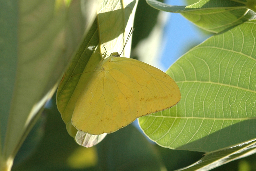 Phoebis agarithe fisheri - Large Orange Sulphur