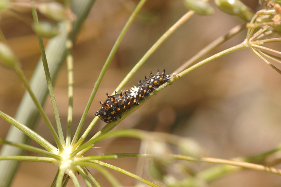 Anise Swallowtail larva - Papilio zelicaon