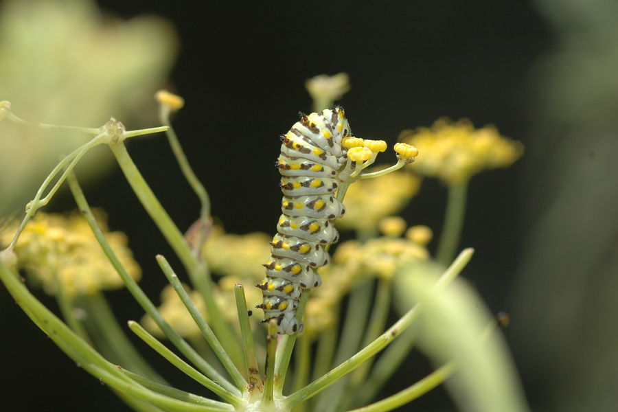 Anise Swallowtail larva - Papilio zelicaon