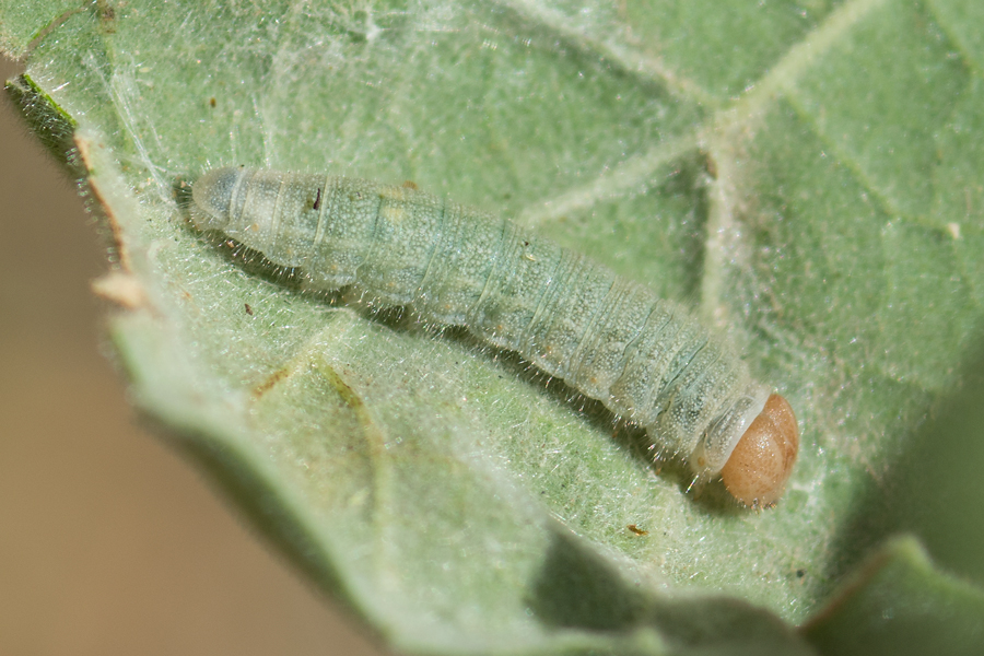 Larva of Systasea zampa - Arizona Powdered Skipper