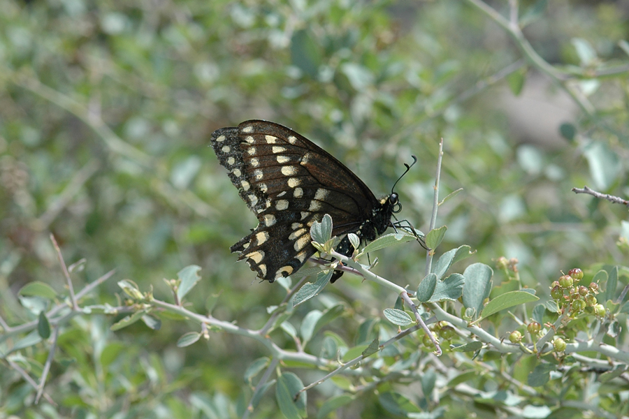 Baird's Swallowtail - Papilio bairdii