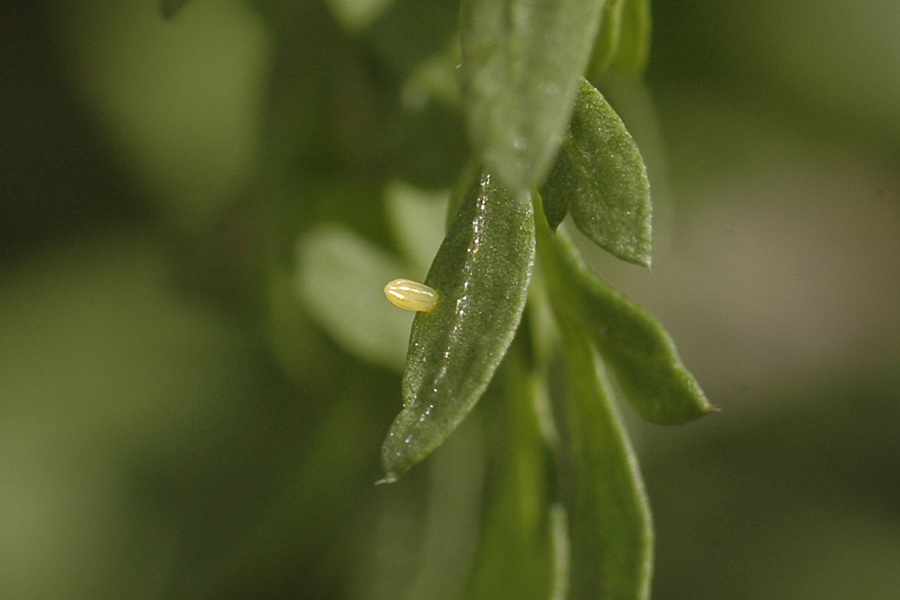 Egg of Pieris rapae - Cabbage White