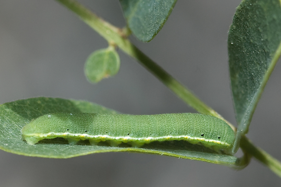 Caterpillar of California Dogface - Zerene eurydice on False Indigo host plant