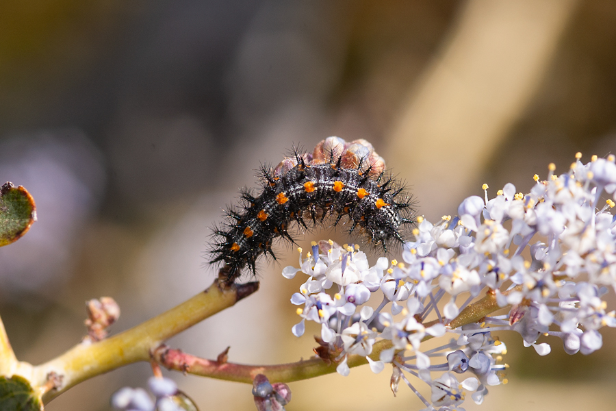 Larva of Nymphalis californica - California Tortoiseshell caterpillar