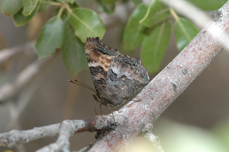 Nymphalis californica - California Tortoiseshell