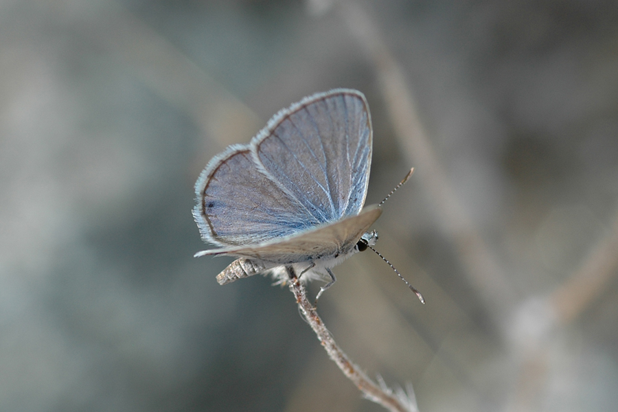 Hemiargus ceraunus gyas - 'Edward's' Ceraunus Blue