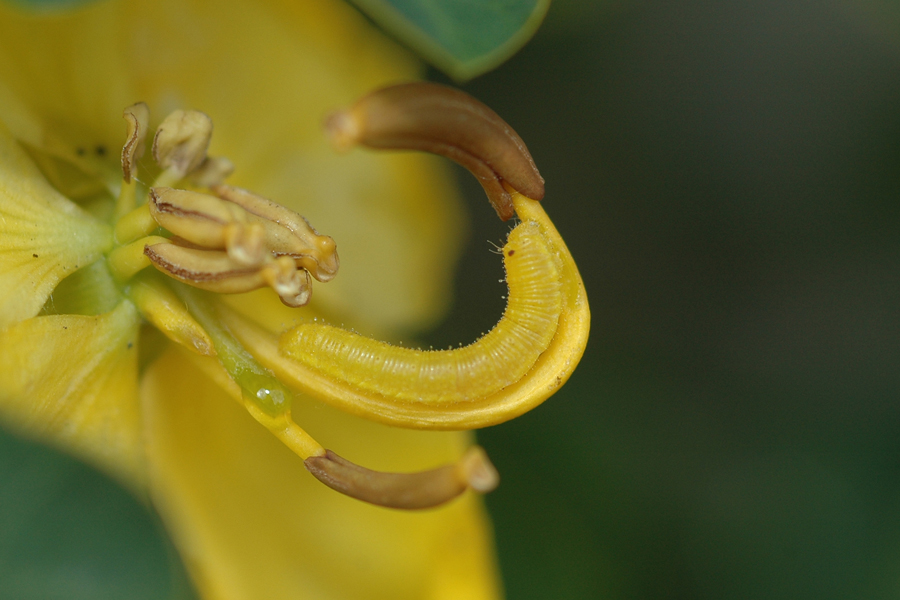 Phoebis sennae marcellina - Cloudless Sulphur larva