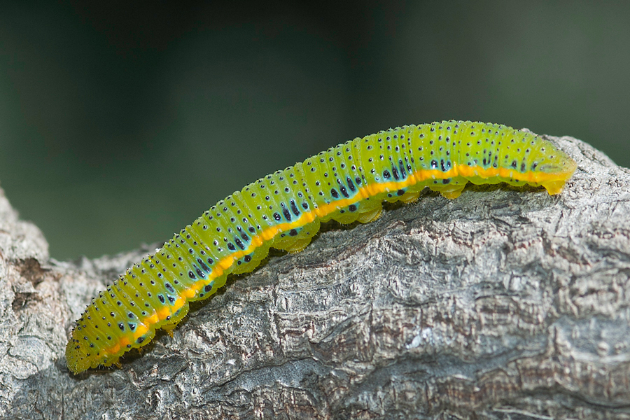 Phoebis sennae marcellina - Cloudless Sulphur larva green form