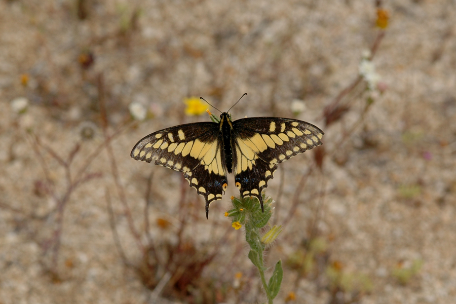 'Desert' Black Swallowtail - Papilio polyxenes coloro