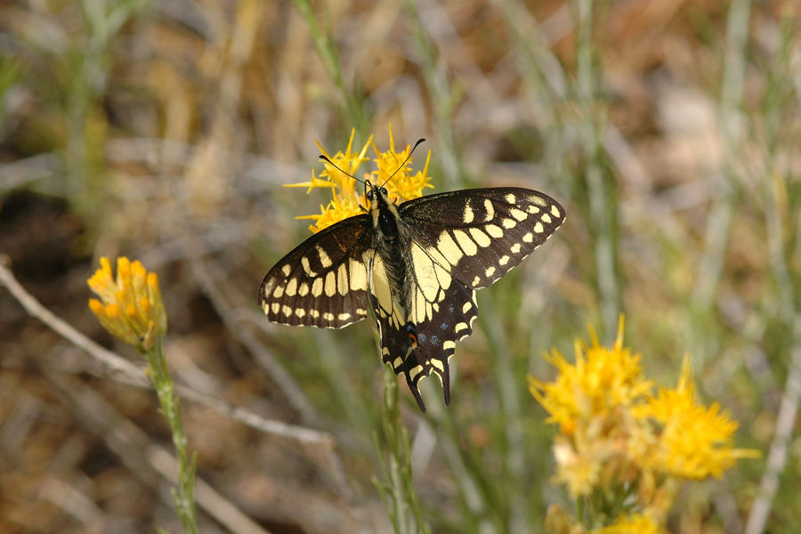 'Desert' Black Swallowtail - Papilio polyxenes rudkini