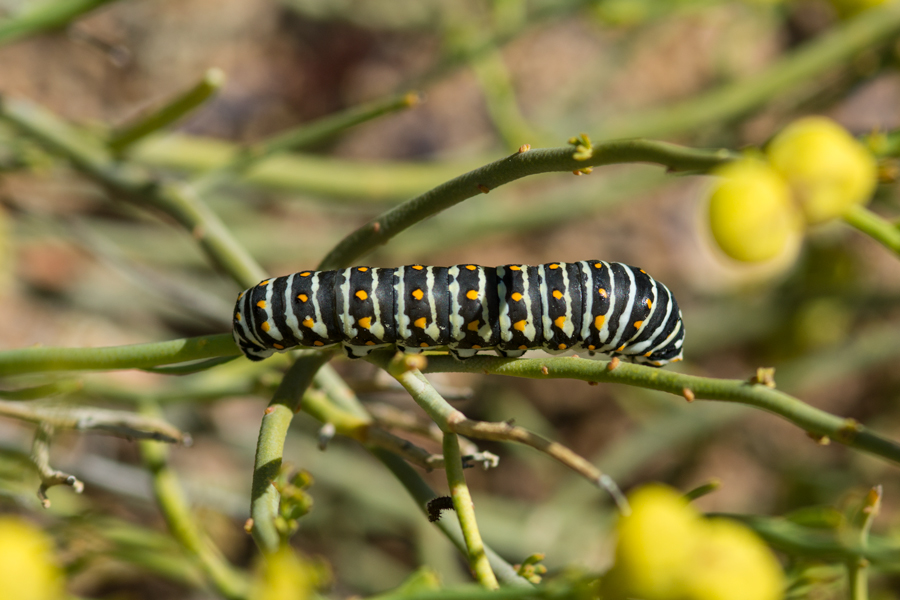 'Desert' Black Swallowtail - Papilio polyxenes rudkini