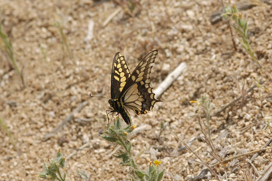 'Desert' Black Swallowtail - Papilio polyxenes coloro