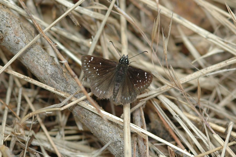 Erynnis afranius - Afranius Duskywing