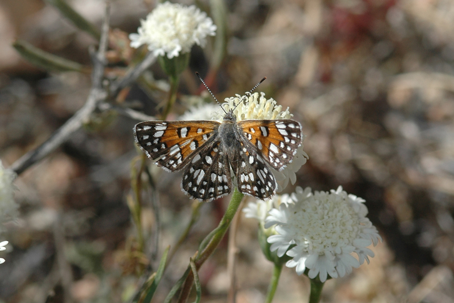 Apodemia mejicanus deserti - Desert Metalmark