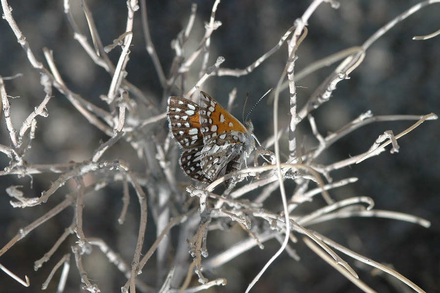 Apodemia mejicanus deserti - Desert Metalmark