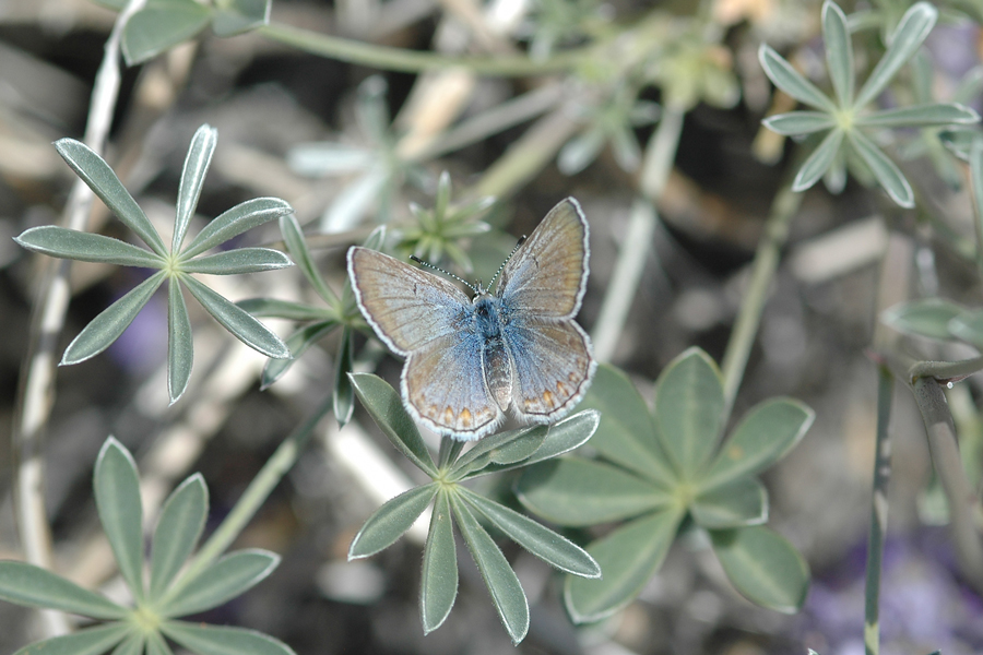 Plebejus icarioides eosierra - 'Eastern Sierra' Boisduval's Blue