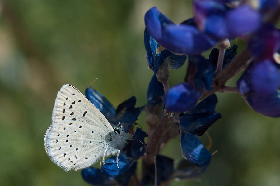 Plebejus icarioides eosierra - 'Eastern Sierra' Boisduval's Blue