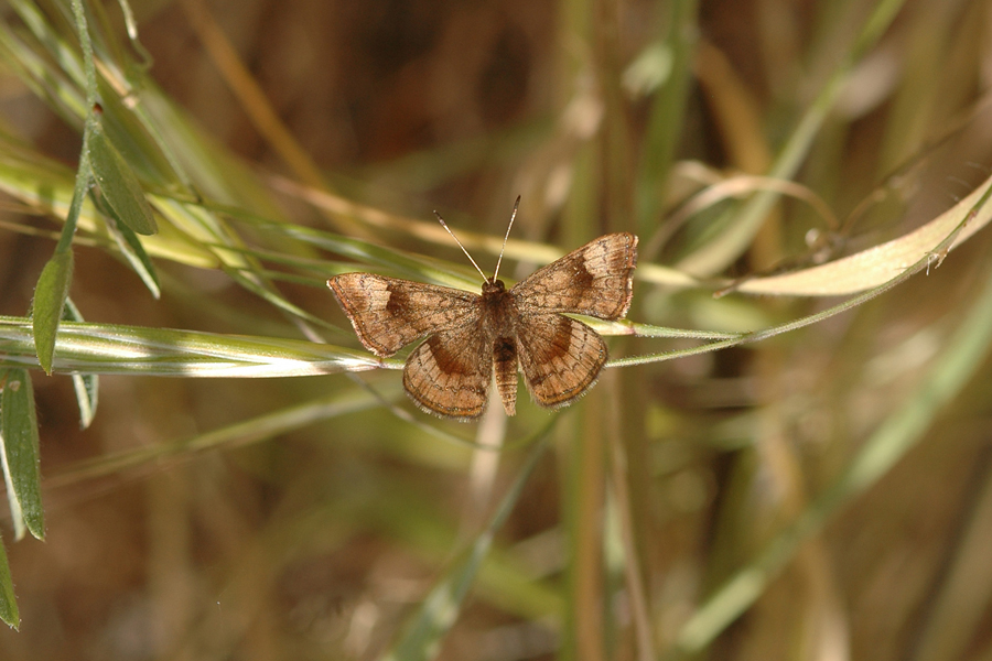 Calephelis nemesis - Fatal Metalmark