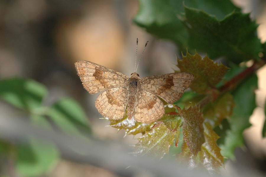 Calephelis nemesis - Fatal Metalmark