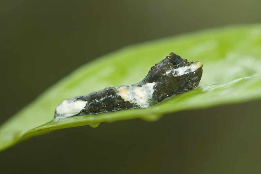 Giant Swallowtail - Papilio cresphontes larva