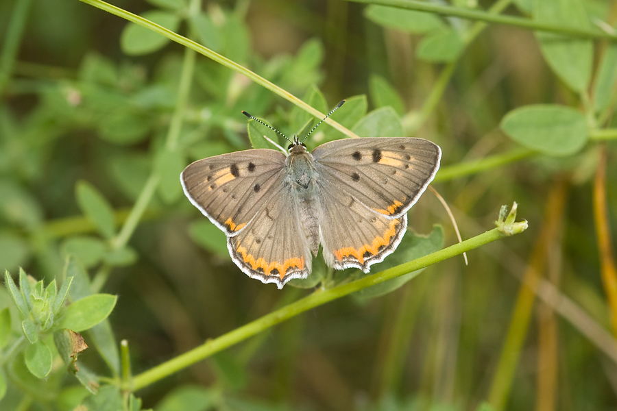 Great Copper - Lycaena xanthoides