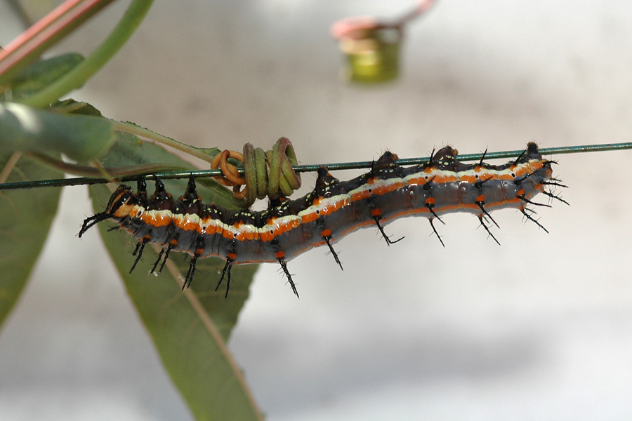 Agraulis vanillae incarnata - Western Gulf Fritillary larva