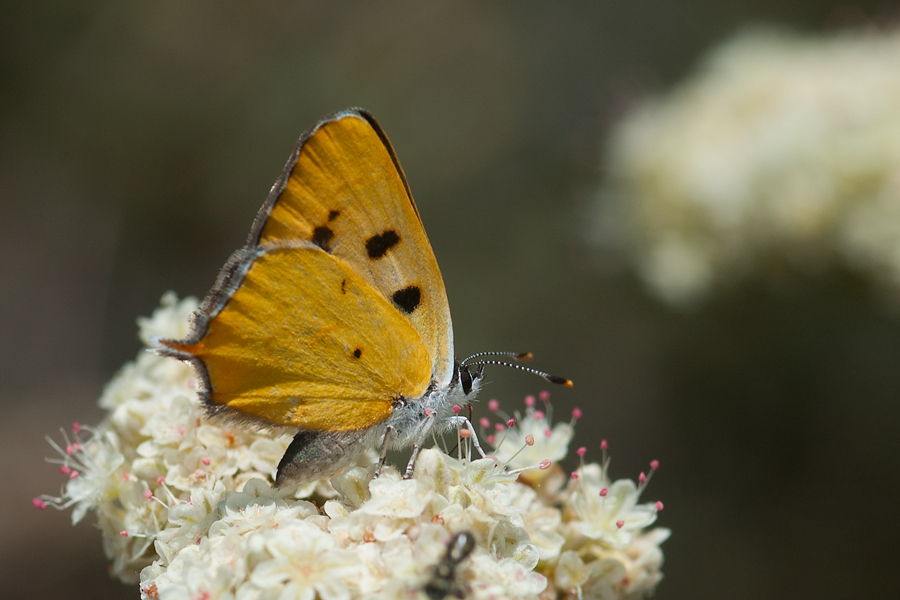 Lycaena hermes - Hermes Copper butterfly