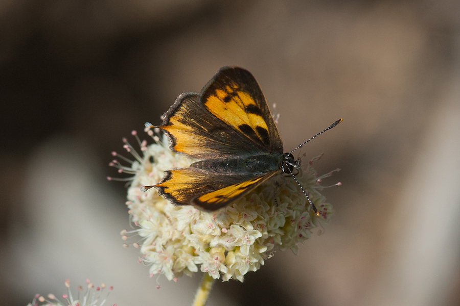 Lycaena hermes - Hermes Copper butterfly