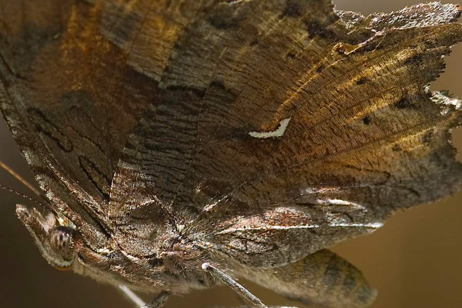 Polygonia gracilis zephyrus - Hoary Comma